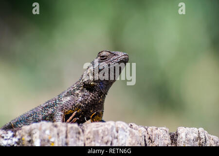 Recinzione occidentale lizard (Sceloporus occidentalis) seduto su un palo di legno in una giornata di sole; le scale blu e verdi visibile alla luce del sole; sud San Franc Foto Stock