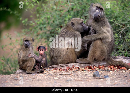 Chacma Baboon, Kruger Nationalpark, Sud Africa, Africa (Papio ursinus) Foto Stock