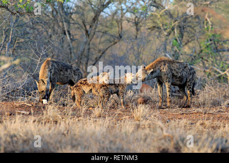 Avvistato iena, adulti e due subadults, Kruger Nationalpark, Sud Africa, Africa (Crocuta crocuta) Foto Stock