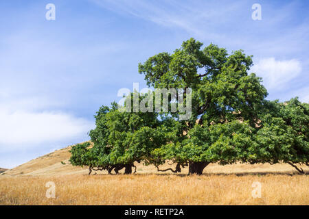 Valle grande quercia (Quercus lobata) circondato da campi di erba secca, Santa Clara County, South San Francisco Bay Area, California Foto Stock
