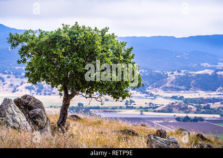 Giovani Live Oak tree crescono sulle colline di South San Francisco Bay Area; Coyote valle in background; San Jose, California Foto Stock