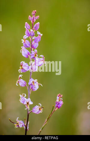 Il raro gioiello più bello fiore (Streptanthus albidus ssp. peramoenus) fiorire nelle colline di South San Francisco Bay Area, Santa Clara County, Foto Stock