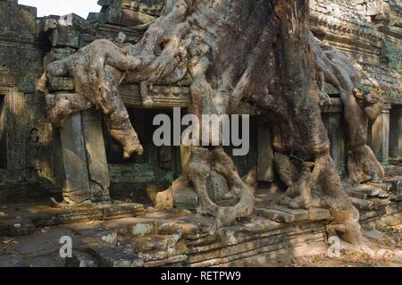 Kapok albero che cresce nelle rovine di Preah Khan, Tempio di Angkor, Sito Patrimonio Mondiale dell'UNESCO, Siem Reap, Cambogia Foto Stock