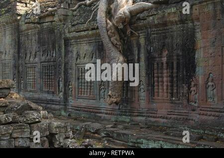 Kapok albero che cresce nelle rovine di Preah Khan, Tempio di Angkor, Sito Patrimonio Mondiale dell'UNESCO, Siem Reap, Cambogia Foto Stock