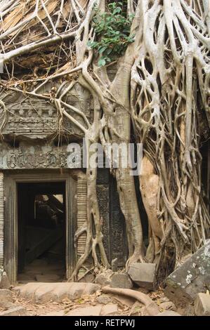 Kapok albero che cresce nelle rovine di Ta Som, Tempio di Angkor, Sito Patrimonio Mondiale dell'UNESCO, Siem Reap, Cambogia Foto Stock