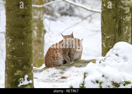 Due Linx sulla neve Foto Stock