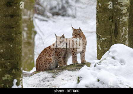 Due Linx sulla neve Foto Stock