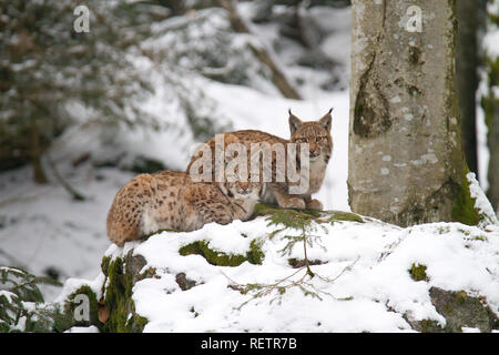 Due Linx sulla neve Foto Stock