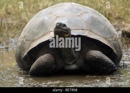 Galápagos tartaruga gigante (Geochelone elephantopus porteri), Isola di Santa Cruz, Isole Galapagos, Patrimonio Mondiale dell UNESCO Foto Stock