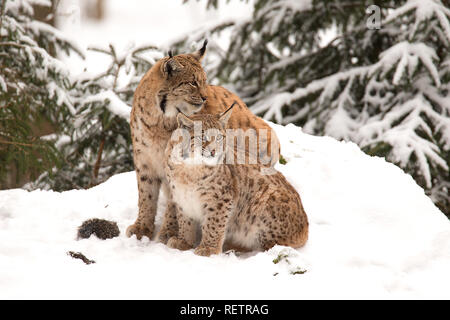 Due Linx sulla neve Foto Stock