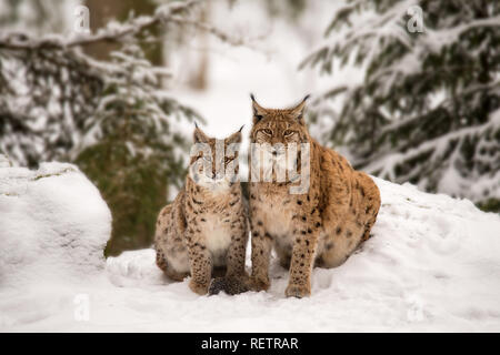 Due Linx sulla neve Foto Stock