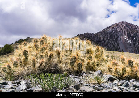 Ficodindia cactus (Opuntia) crescita ad alta altitudine nel Panamint Mountain Range; Telescopio visibile di picco in background; nazionale della Valle della Morte Foto Stock