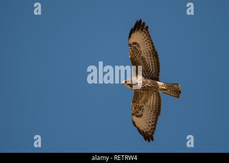 Silhouette di un uccello da preda su uno sfondo di cielo blu. Steppa Poiana / Buteo buteo vulpinus Foto Stock