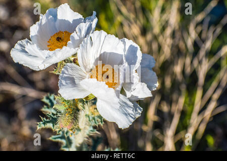 Close up di papavero coccolone (Argemone munita) cresce nel Panamint Range, Parco Nazionale della Valle della Morte, California Foto Stock