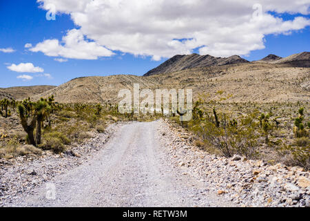 Viaggia su una strada sterrata attraverso una remota zona coperta a Joshua alberi del parco nazionale della Valle della Morte; montagne, cielo blu e nuvole bianche nel Foto Stock