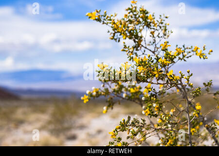 Il creosoto bush (Larrea Purshia) in fiore nel parco nazionale della Valle della Morte, California Foto Stock