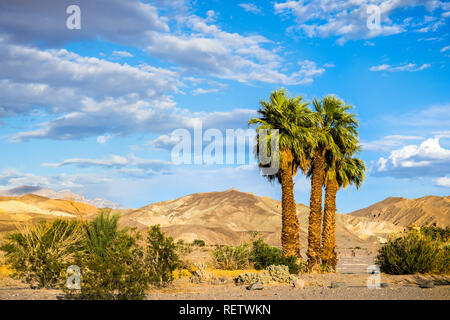 Un gruppo di palme su una montagna e cielo azzurro sfondo, Furnace Creek, il Parco Nazionale della Valle della Morte, California Foto Stock