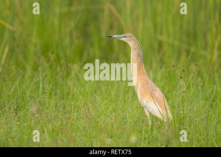 Sgarza ciuffetto / Ardeola ralloides Foto Stock