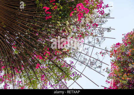 Fiori di bouganville che cresce su aste metalliche in un giardino, California Foto Stock