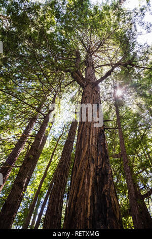 Guardando in alto lungo il tronco di alti alberi di sequoia (Sequoia sempervirens), butano del Parco Statale di San Francisco Bay Area, California Foto Stock