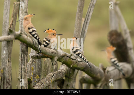 Eurasian Upupa / Upupa epops Foto Stock