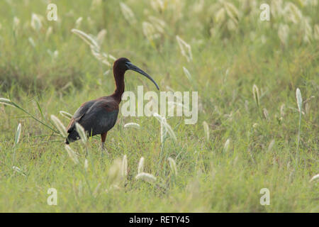 Ibis lucido / Plegadis falcinellus Foto Stock