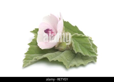 Altea (Althaea officinalis), pianta medicinale Foto Stock