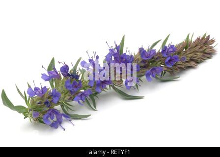 Il suo Issopo (Hyssopus officinalis), pianta medicinale Foto Stock