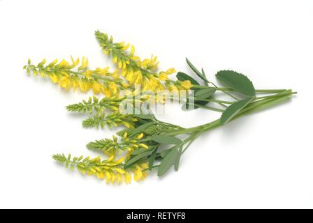 Giallo trifoglio dolce (Melilotus officinalis), pianta medicinale Foto Stock