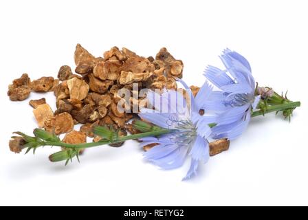 Cicorie (Cichorium intybus), pianta medicinale Foto Stock