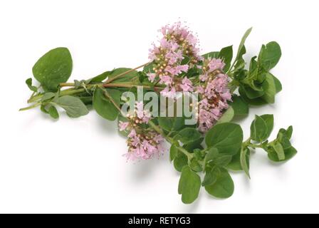 Origano (Origanum vulgare), pianta medicinale Foto Stock