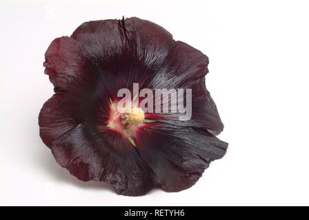 Hollyhock comune (Alcea rosea), pianta medicinale Foto Stock