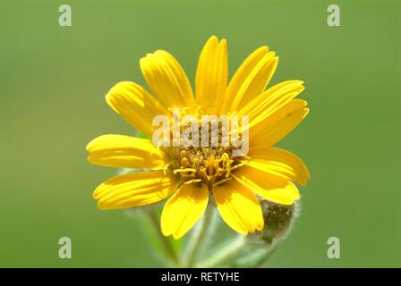 Lupo's Bane (Arnica montana), fiori, piante medicinali Foto Stock