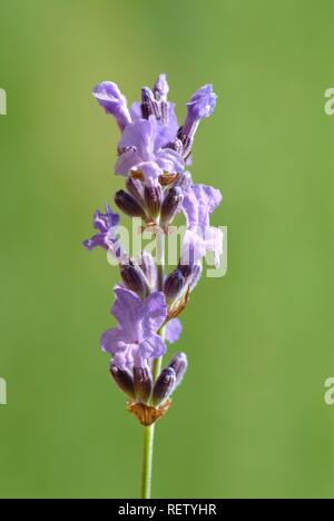 Lavanda comune (Lavendula officinalis, vulgaris, angustifolia), pianta medicinale Foto Stock