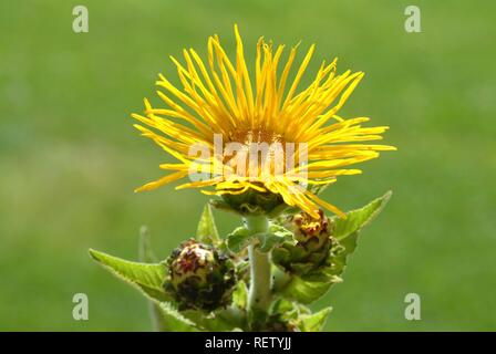 Cavallo-guarire (Inula helenium), fiori, piante medicinali Foto Stock