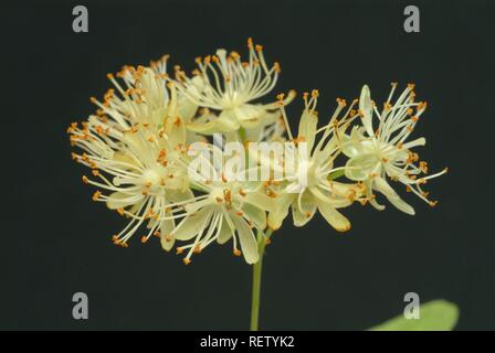 Piccolo-lasciava tiglio (Tilia cordata), fiori, utilizzato per la medicazione Foto Stock