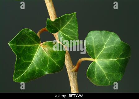 Foglie d'edera (Hedera helix), pianta medicinale Foto Stock