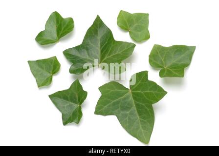 Foglie d'edera (Hedera helix), pianta medicinale Foto Stock