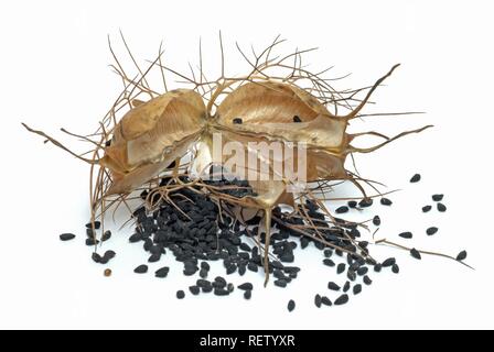 Di cumino nero (nigella sativa), aprire seedpod, pianta medicinale Foto Stock