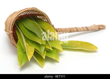 Yerba mate foglie (Ilex paraguariensis), tè Mate Foto Stock