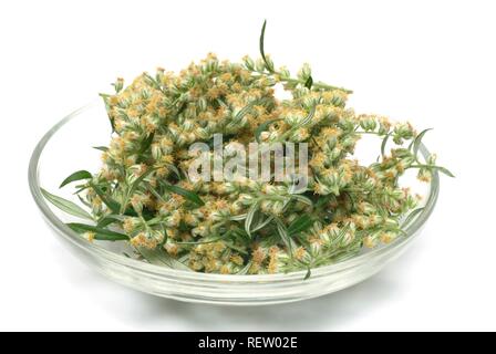 Artemisia (Artemisia vulgaris), pianta medicinale Foto Stock