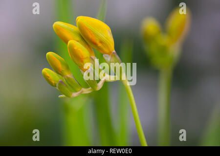 Giglio giallo fiori, fotografati quando essi non sono stati ancora completamente fiorì, su uno sfondo sfocato Foto Stock