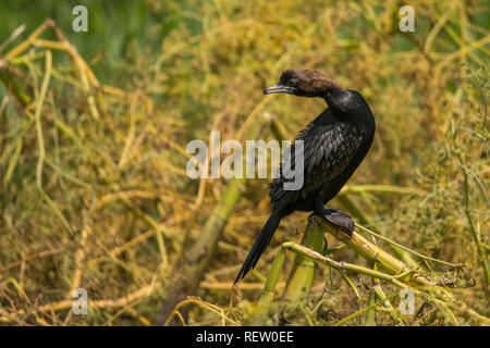 Cormorano pigmeo / Microcarbo pygmaeus Foto Stock