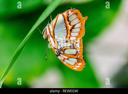 Malachite butterfly (Siproeta stelenes) appoggiato capovolto in un gambo verde Foto Stock