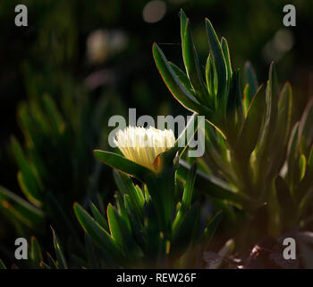 Carpobrotus Edulis fiore giallo retroilluminati da una bella fine della luce del giorno Foto Stock