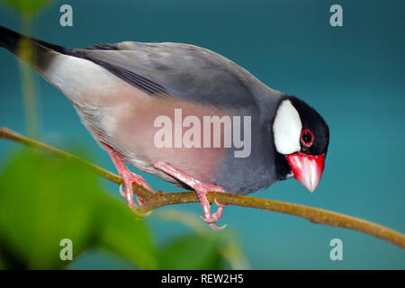 Java sparrow (padda oryzivora) appollaiate su un ramo nella parte anteriore di un oscuro sfondo bluastro guardando verso il basso Foto Stock