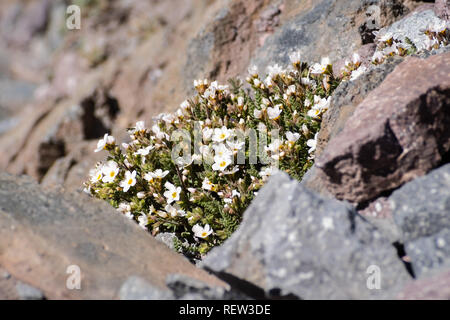 Bianco cielo fiorito pilota (Polemonium pulcherrimum var. pilosum) in fiore nel Parco Nazionale vulcanico di Lassen ad alta altitudine, tra rocce; Shasta County Foto Stock