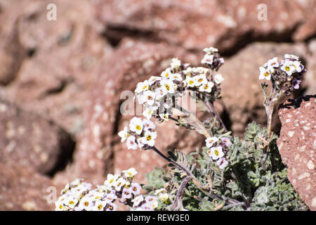 Alpine candytuft false (Smelowskia ovalis) fioritura di fiori selvaggi tra rocce ad alta altitudine, Parco nazionale vulcanico di Lassen, California settentrionale Foto Stock