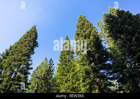 Guardando in alto in una ponderosa pine trees Foresta, Parco nazionale vulcanico di Lassen, Shasta County, California settentrionale Foto Stock