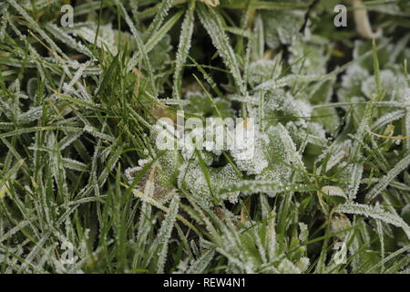 La brina sull'erba e piante nel mio giardino Foto Stock